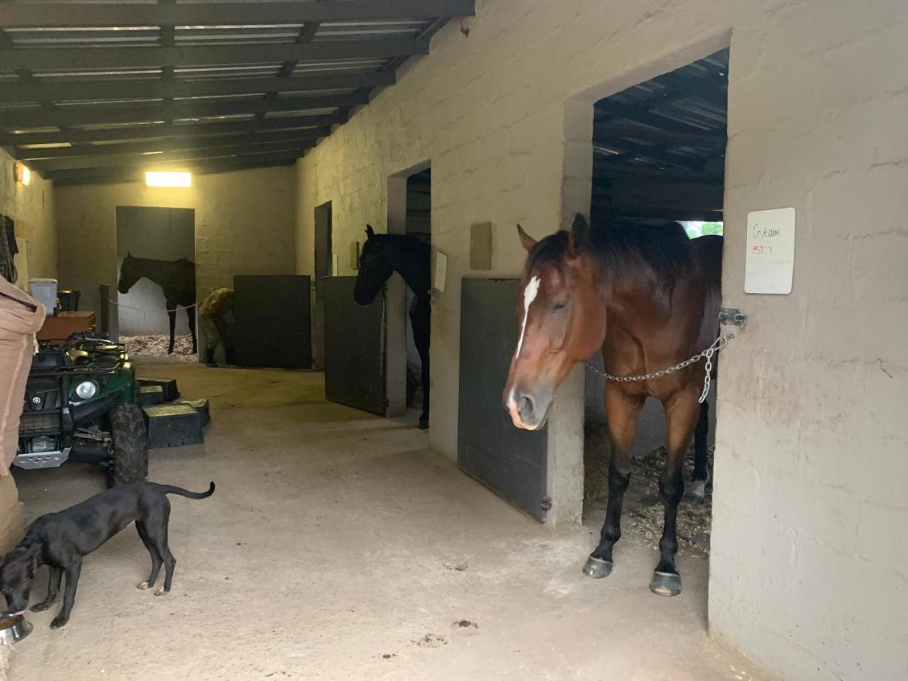 Cavalo Guesthouse & Equestrian Estate Drummond Εξωτερικό φωτογραφία